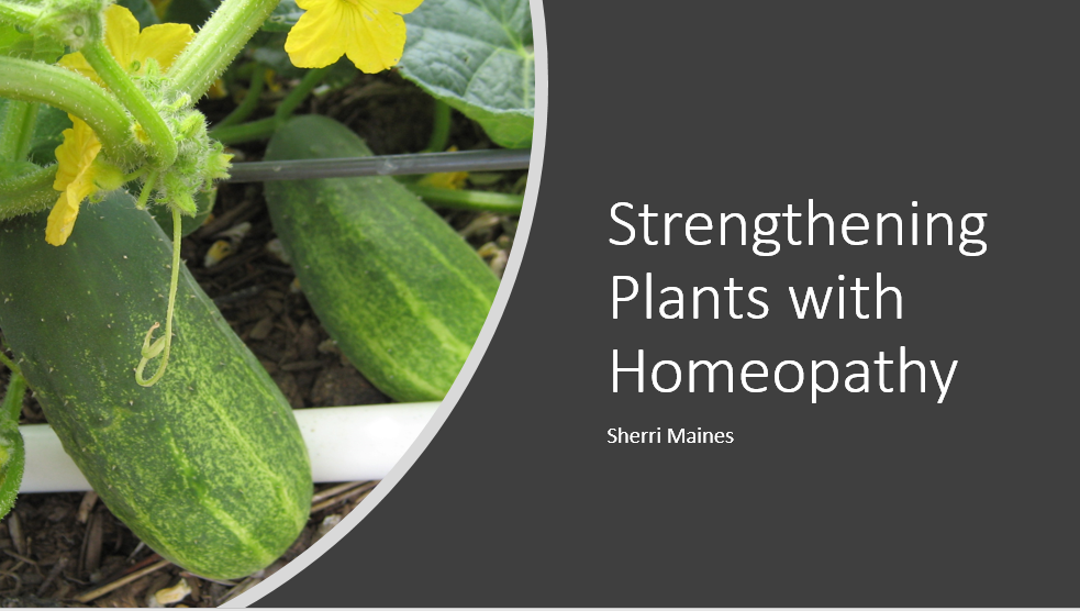 Strengthening Plants with Homeopathy - NCH webinar with Sherri Maines March 25, 2020